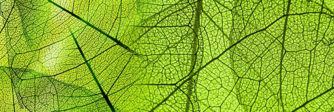 banner_news_acquisti_verdi