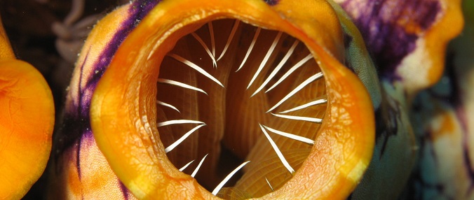 ascidia