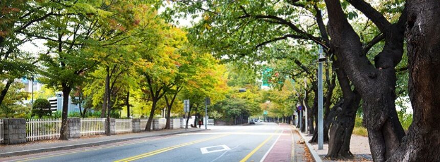 city road with green trees in seoul city road with green trees in seoul